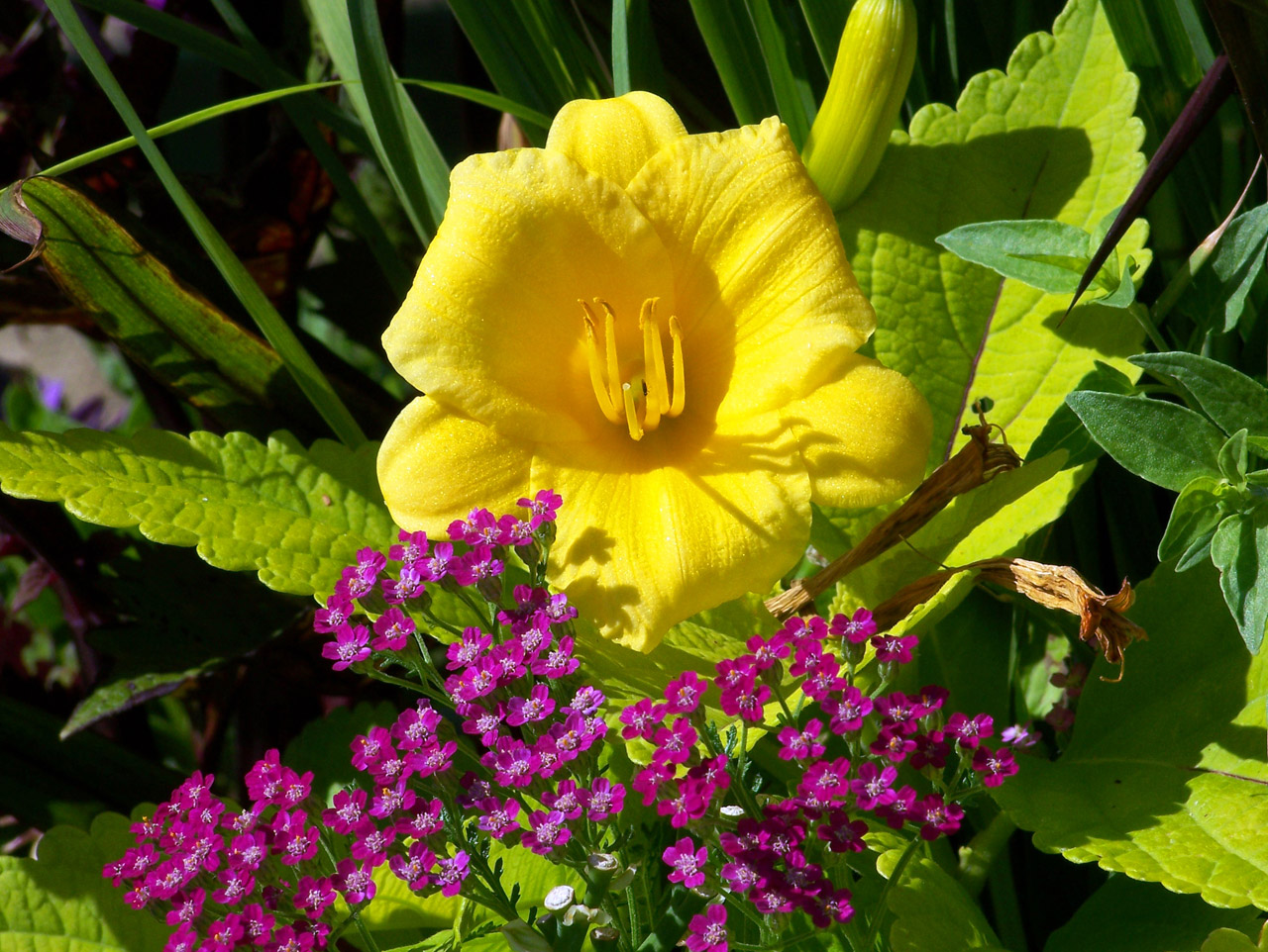 lily yellow lily free photo