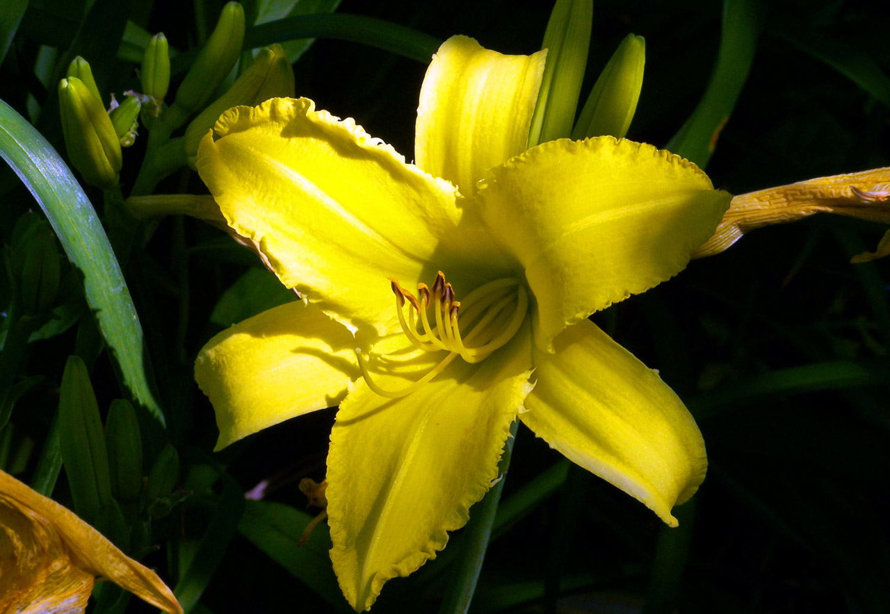 lily yellow lily free photo