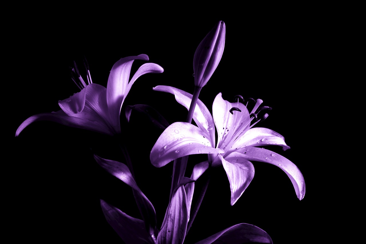 lily lilies purple free photo