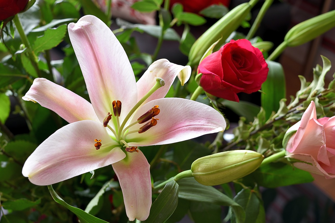 lily rose flowers free photo