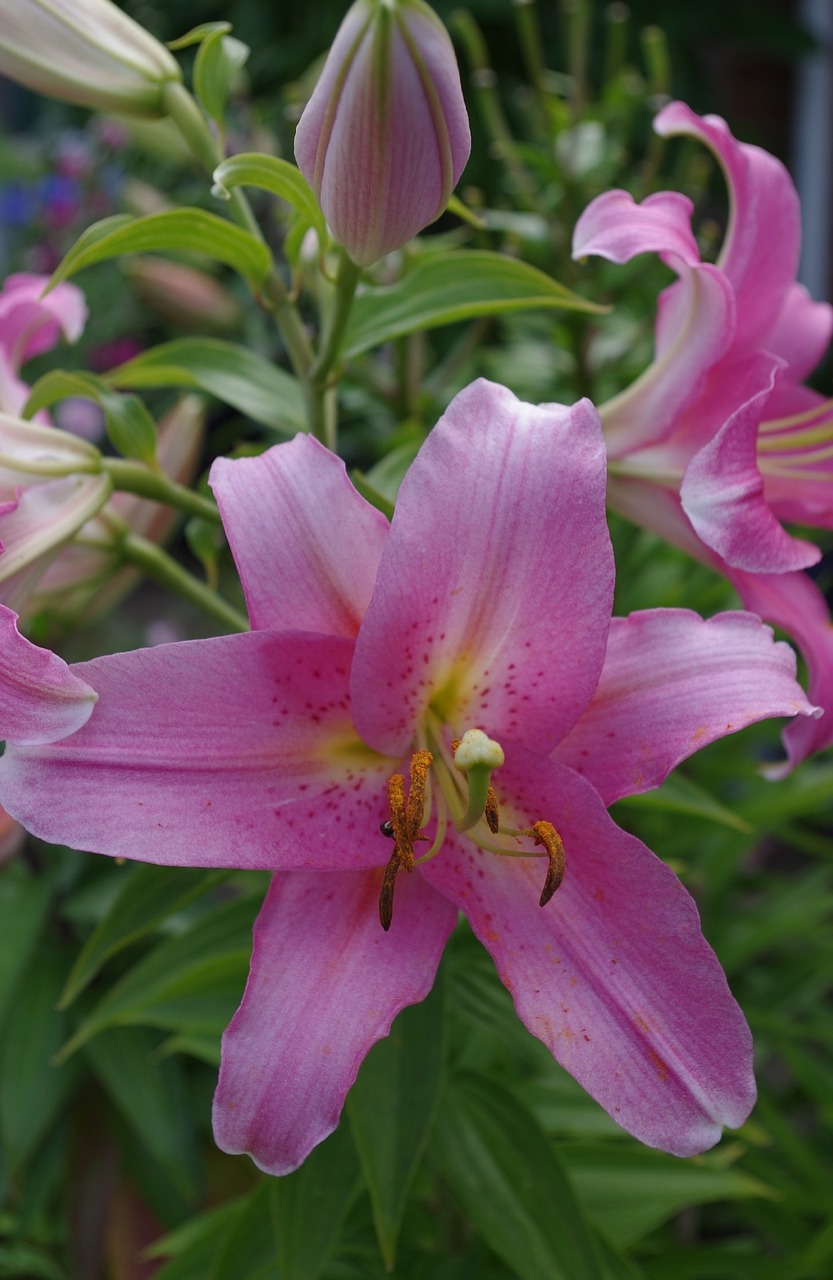 lily flower green free photo