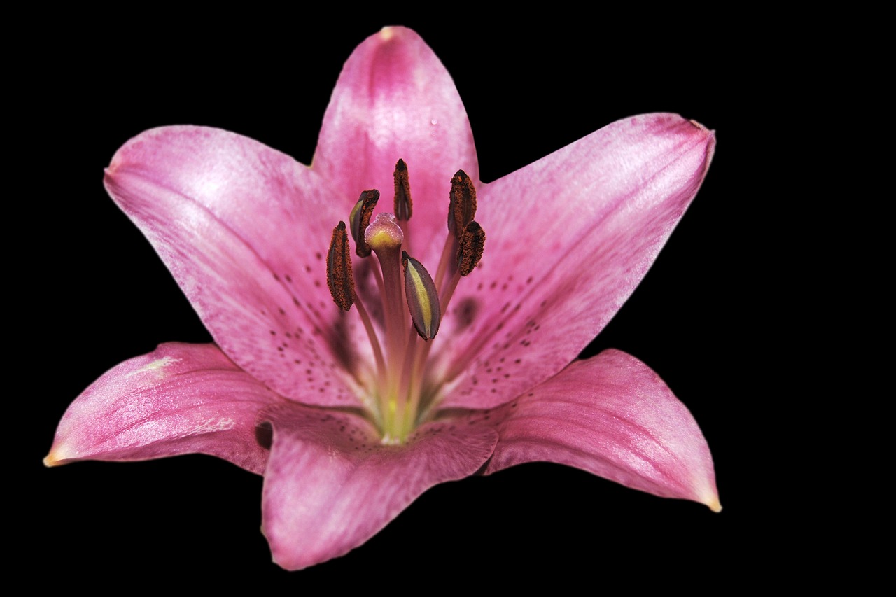 lily pink blossom free photo