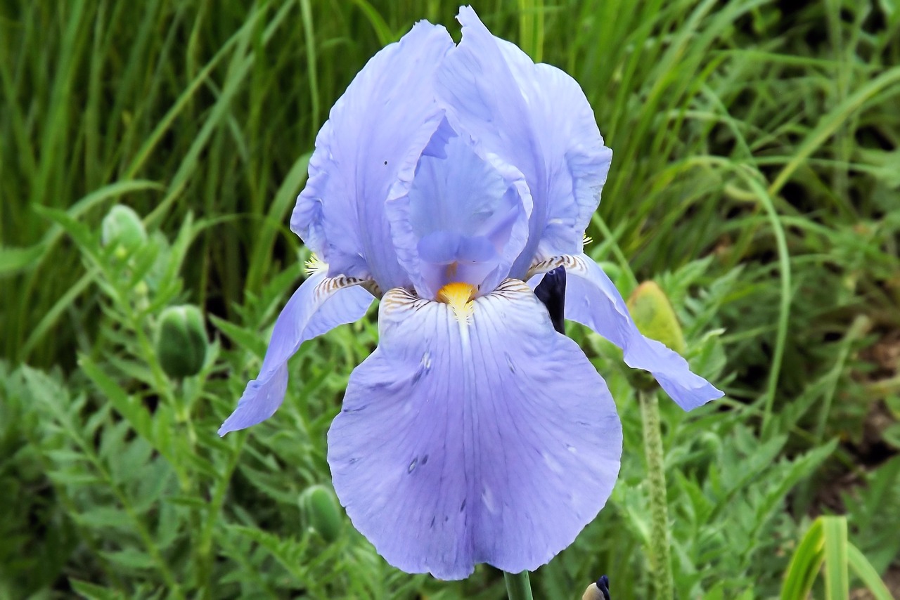 iris lily flower free photo