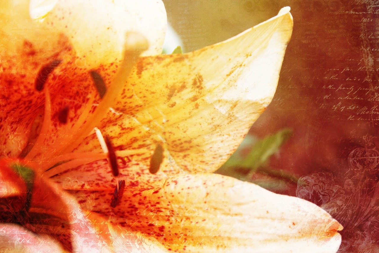 lily flower effect free photo