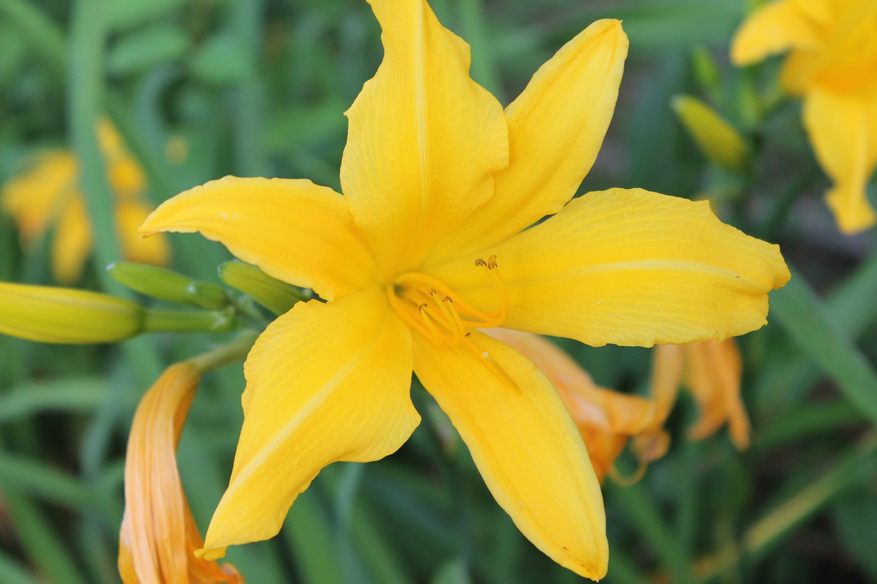 lily flower yellow free photo