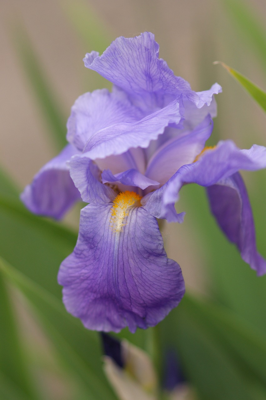 iris purple flower free photo