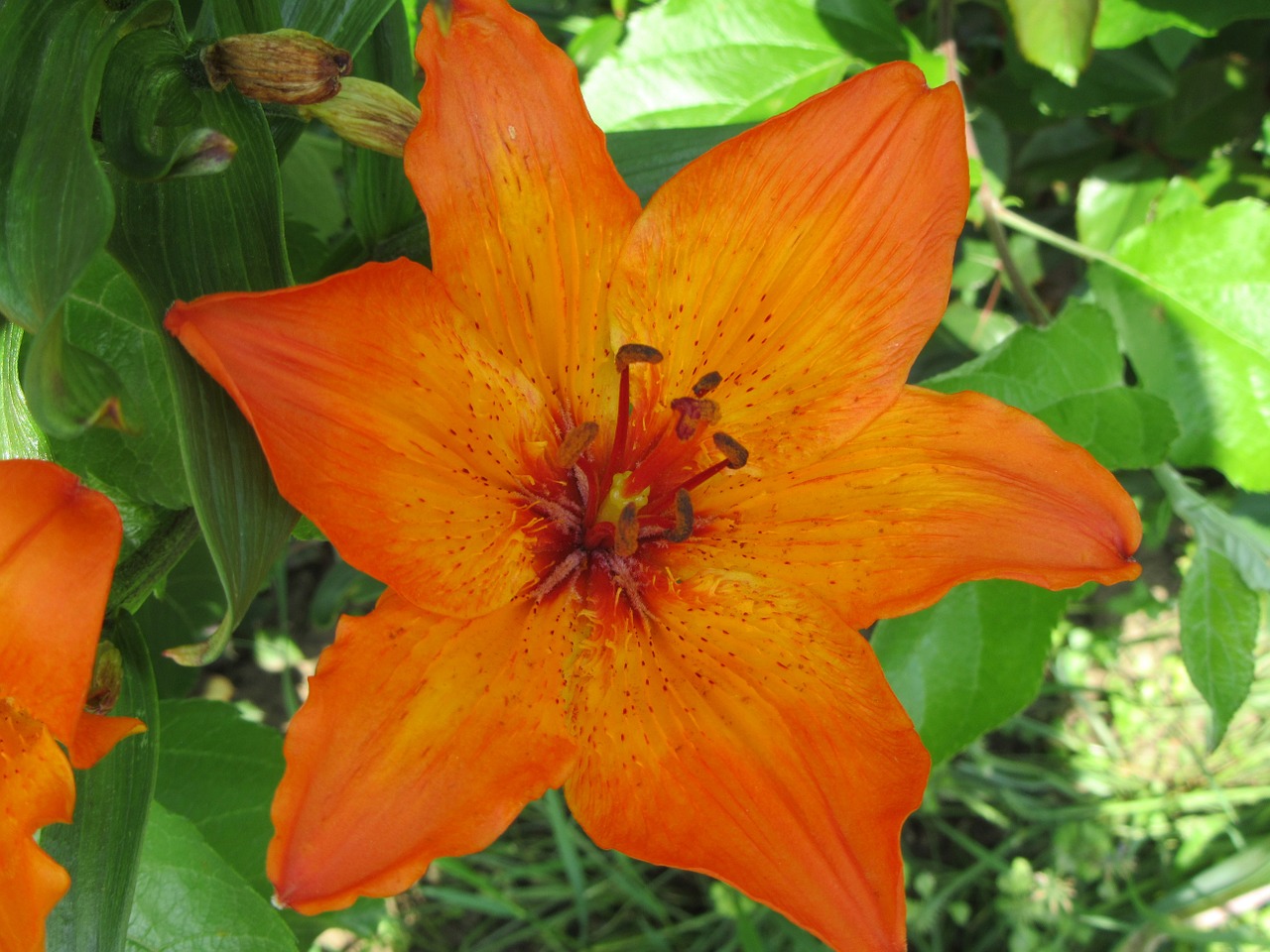 lily orange plant free photo