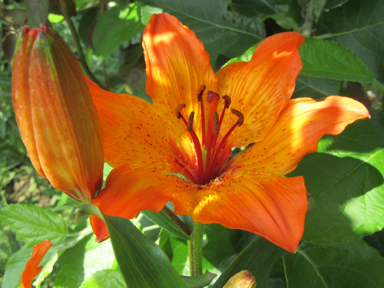 lily orange plant free photo