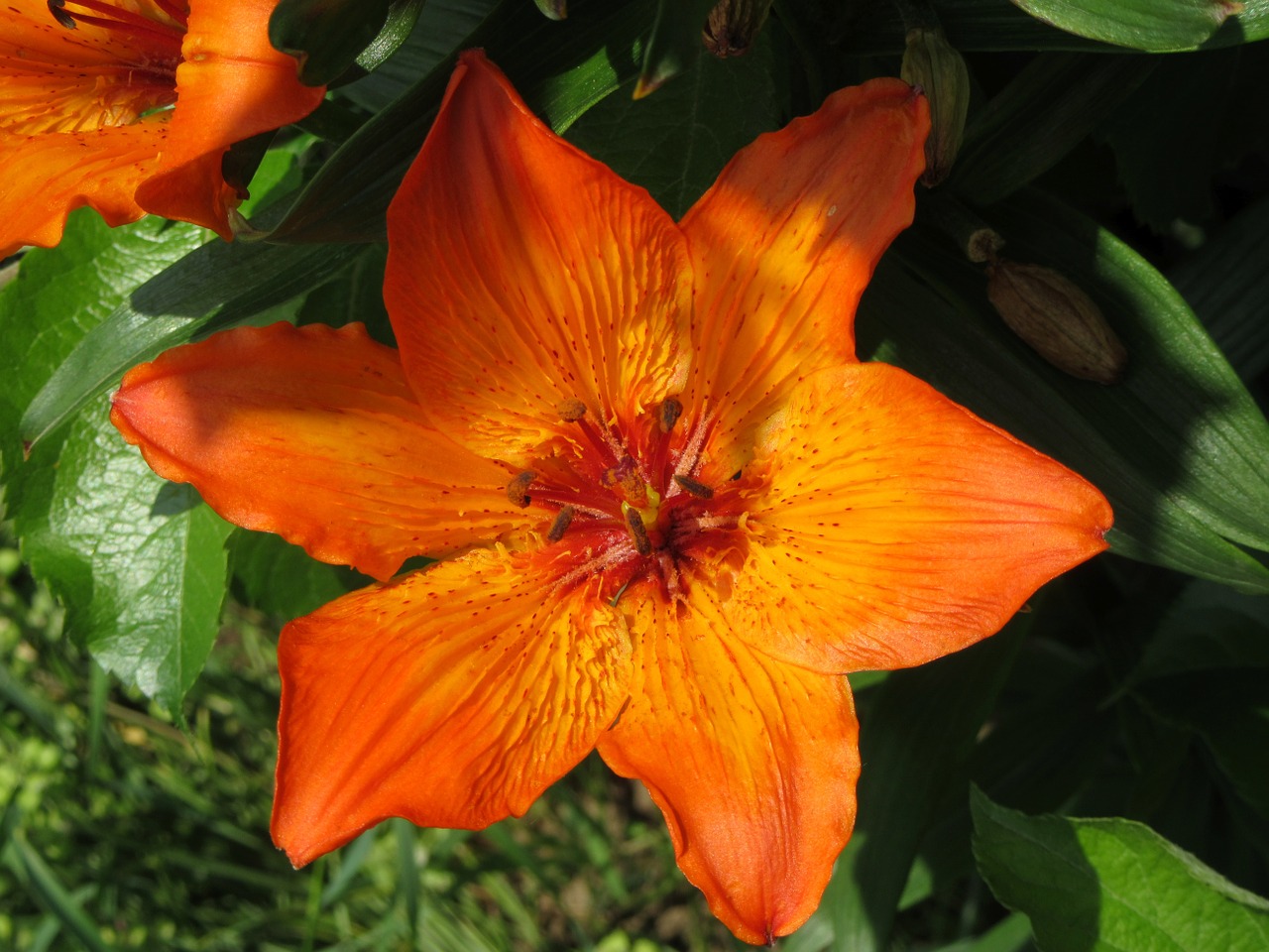 lily orange plant free photo