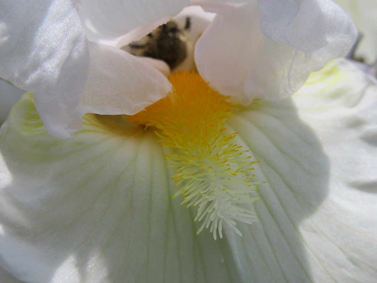 lily flower white free photo