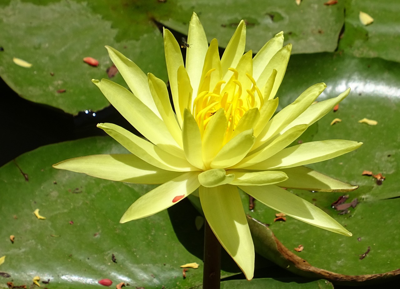 lily flower yellow free photo