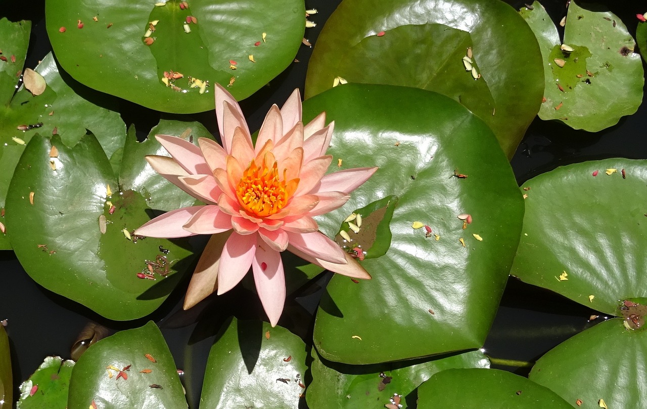 flower water lily nymphaea colorado free photo