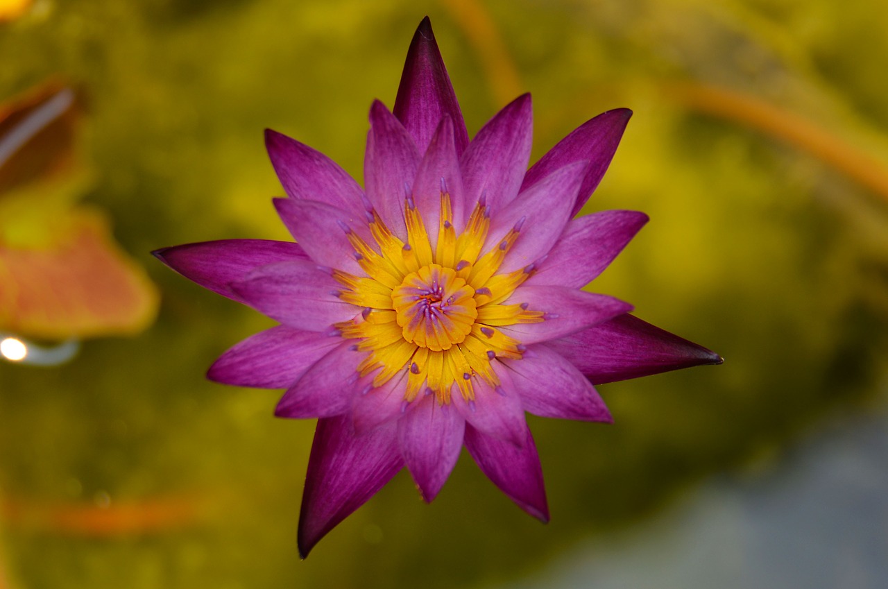 lily flower natural free photo