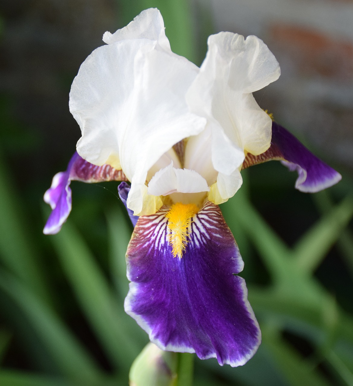 iris flower nature free photo