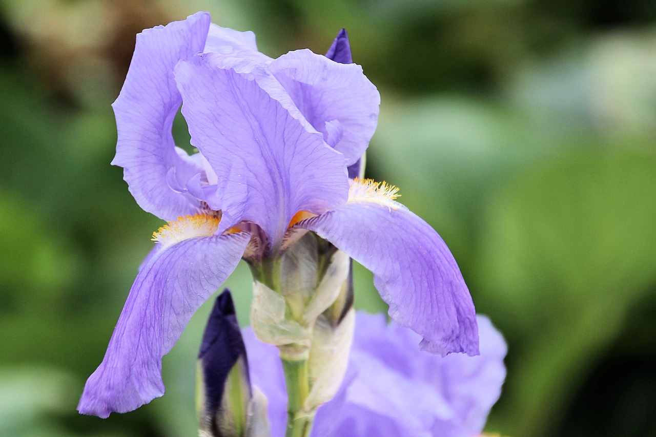 lily violet blossom free photo