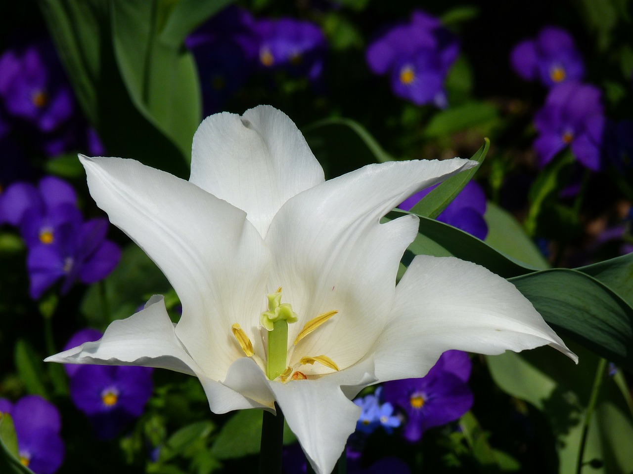 lily blossom bloom free photo