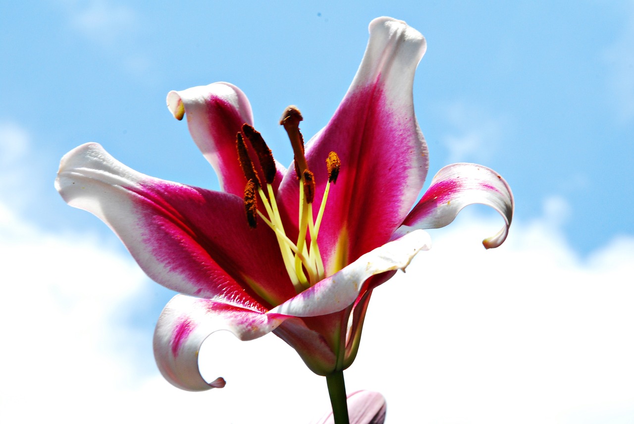 lily flower nature free photo