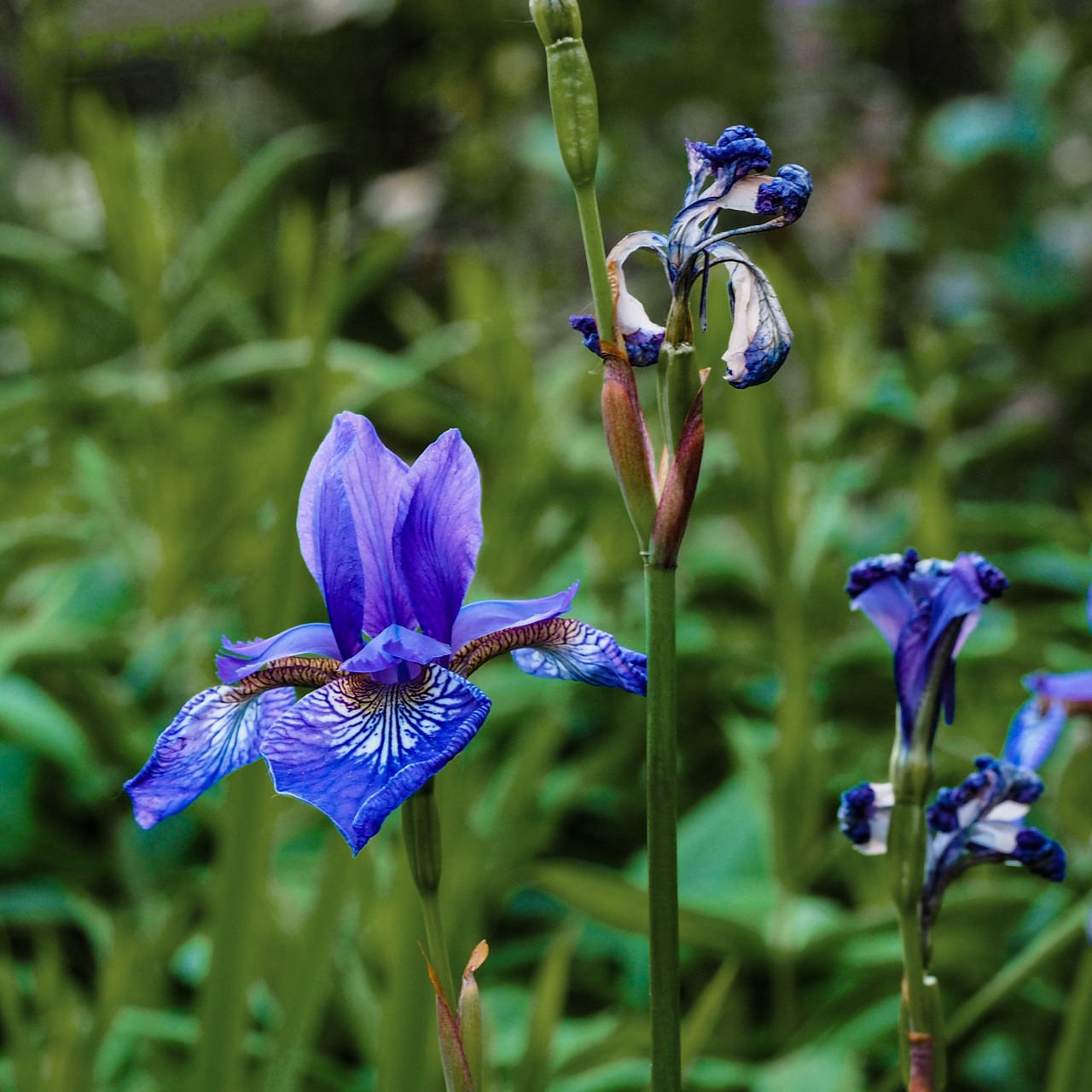 lily blue iris flower free photo
