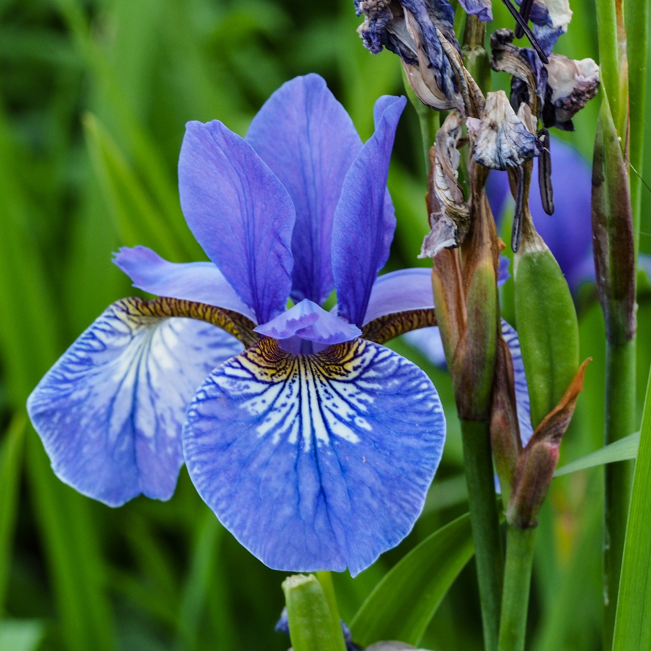 lily blue iris flower free photo