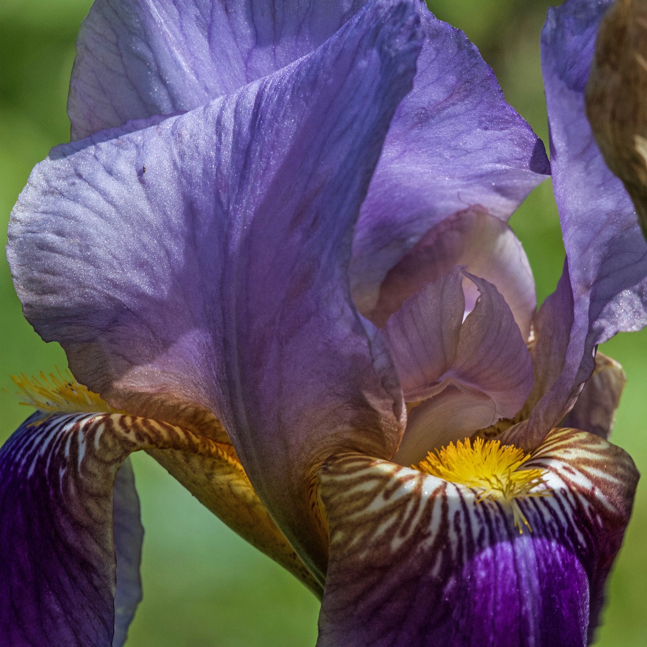 lily iris flower free photo