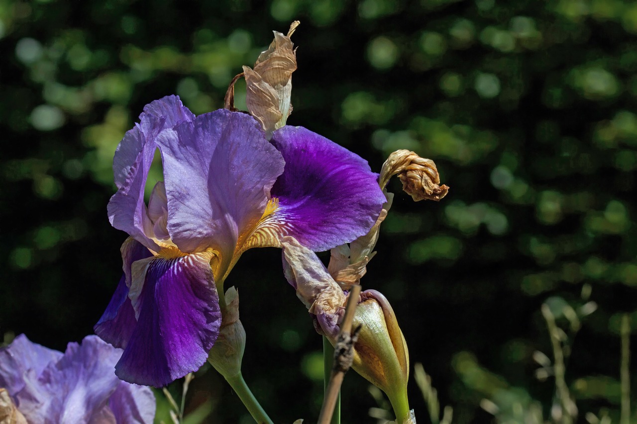 lily iris flower free photo