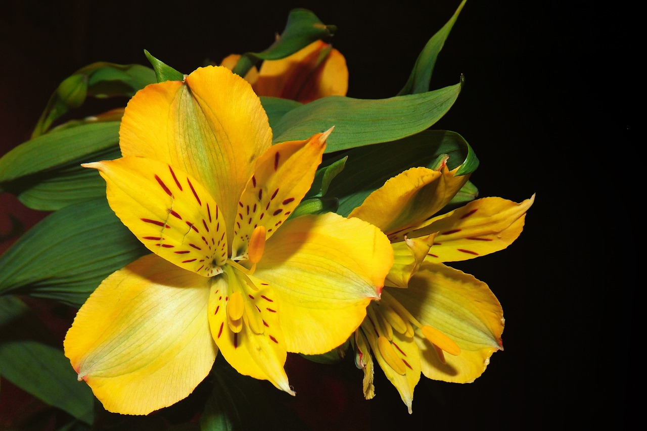 lily yellow blossom free photo