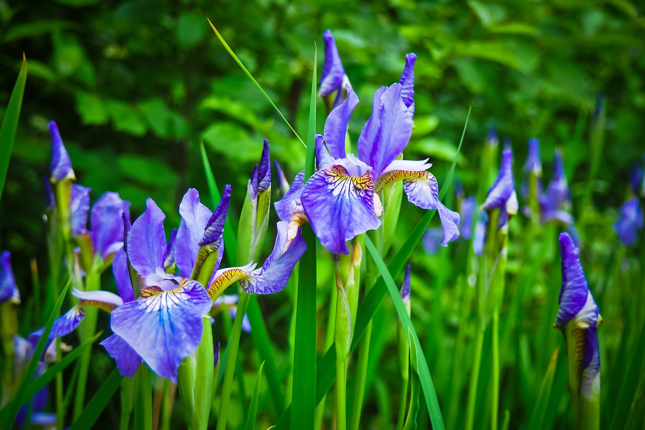 lily flower blossom free photo