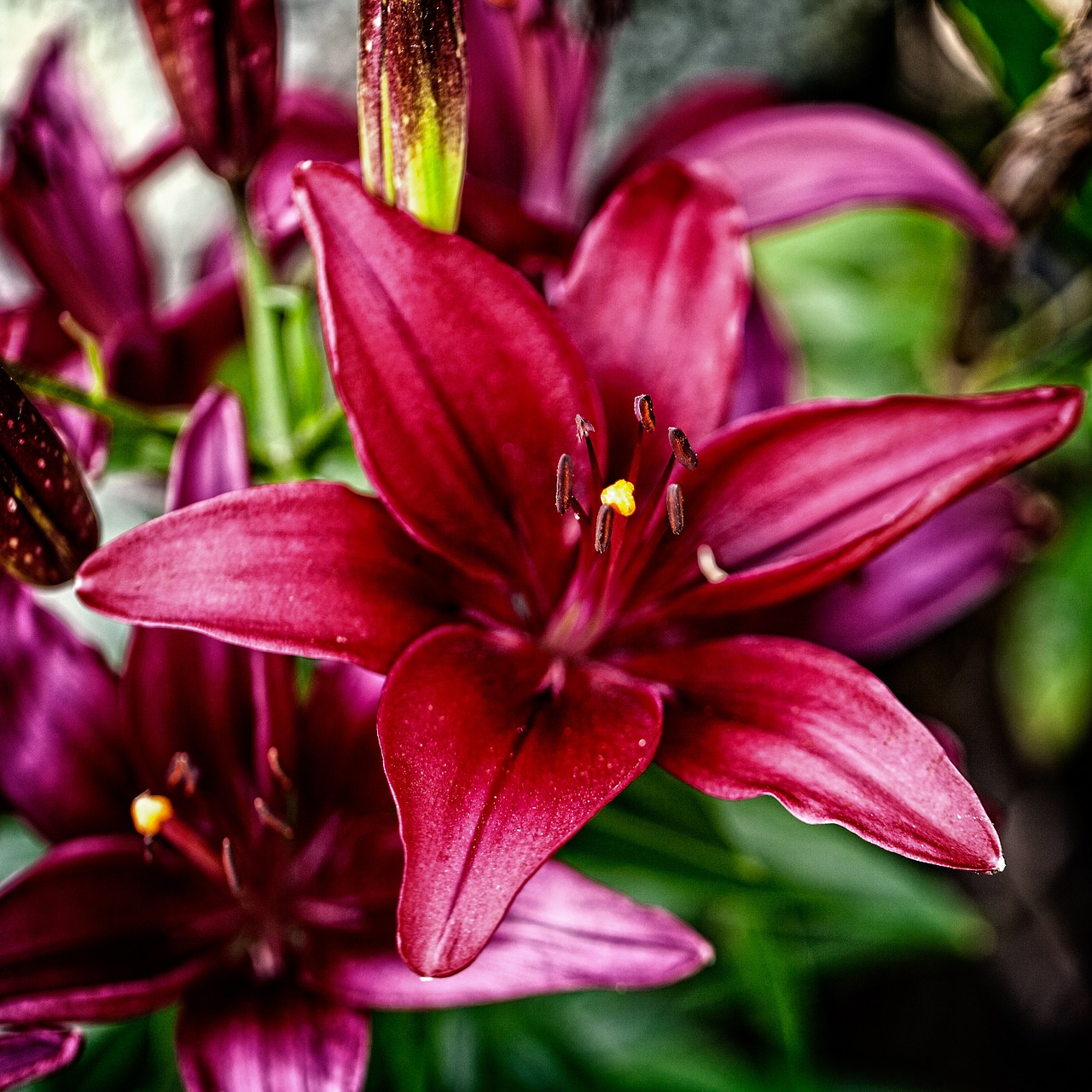 lily summer close up free photo