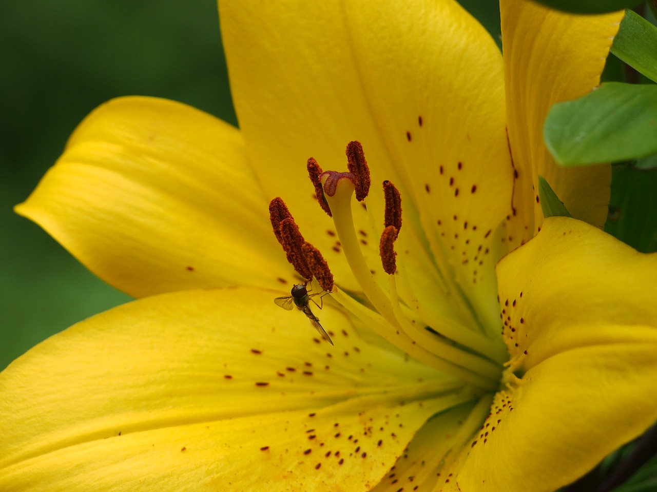 lily yellow blossom free photo