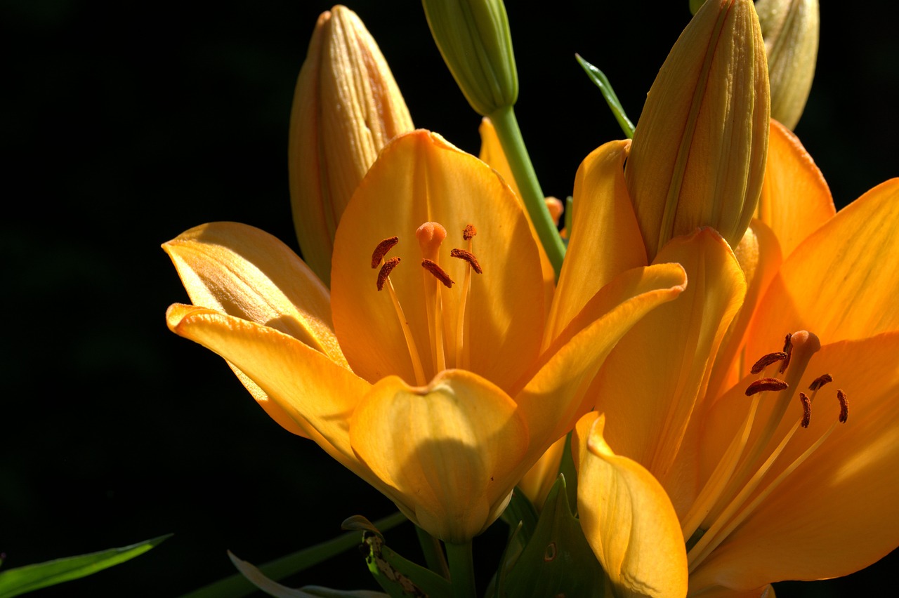 lily zwiebelpflanze ornamental plant free photo
