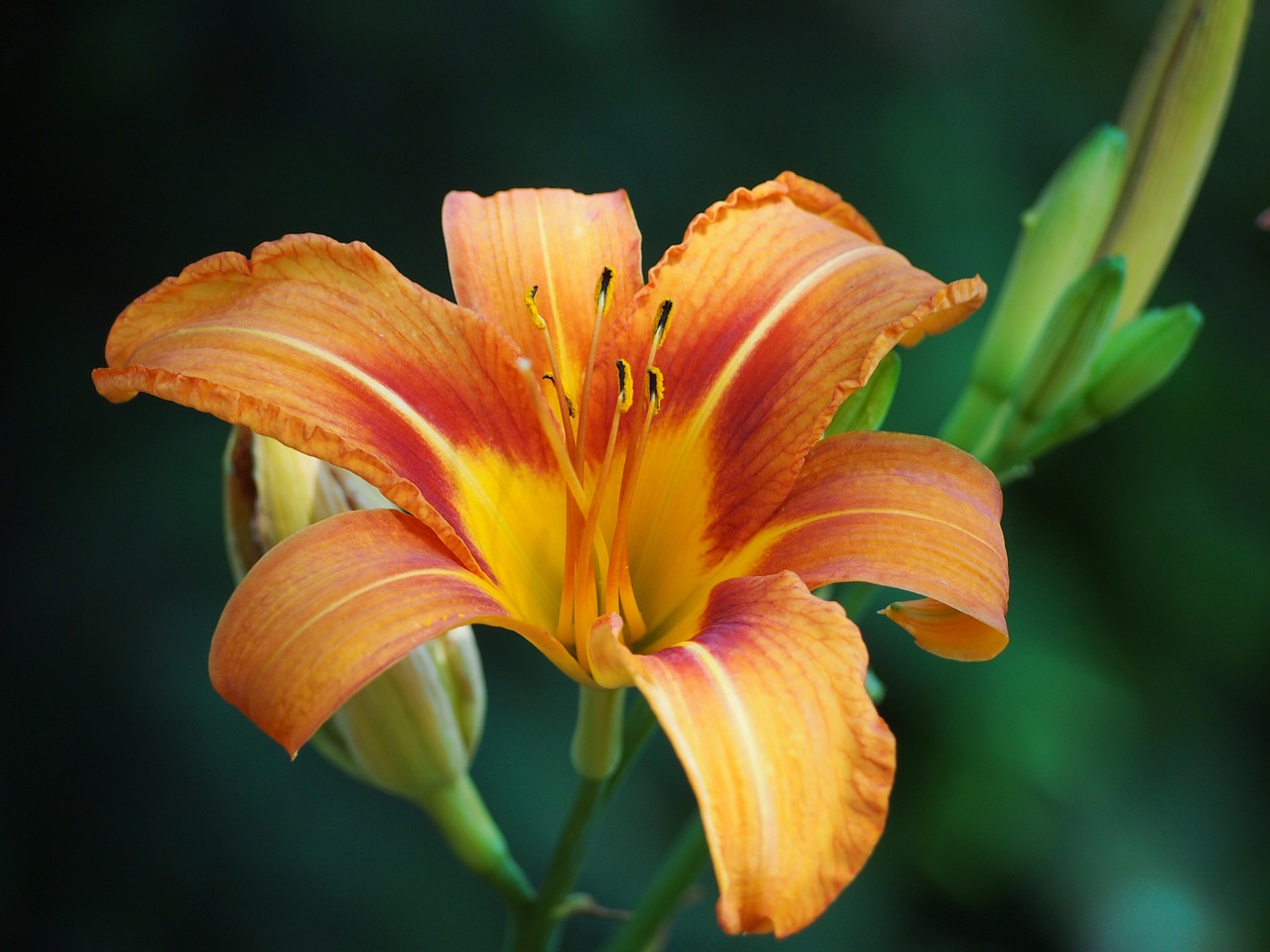 lily blossom bloom free photo