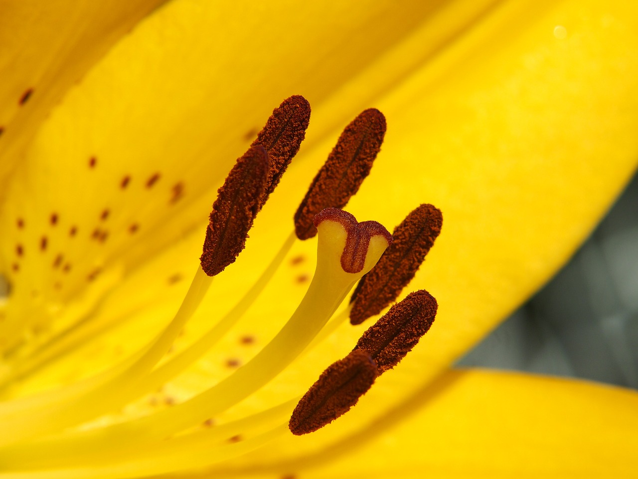 lily yellow blossom free photo