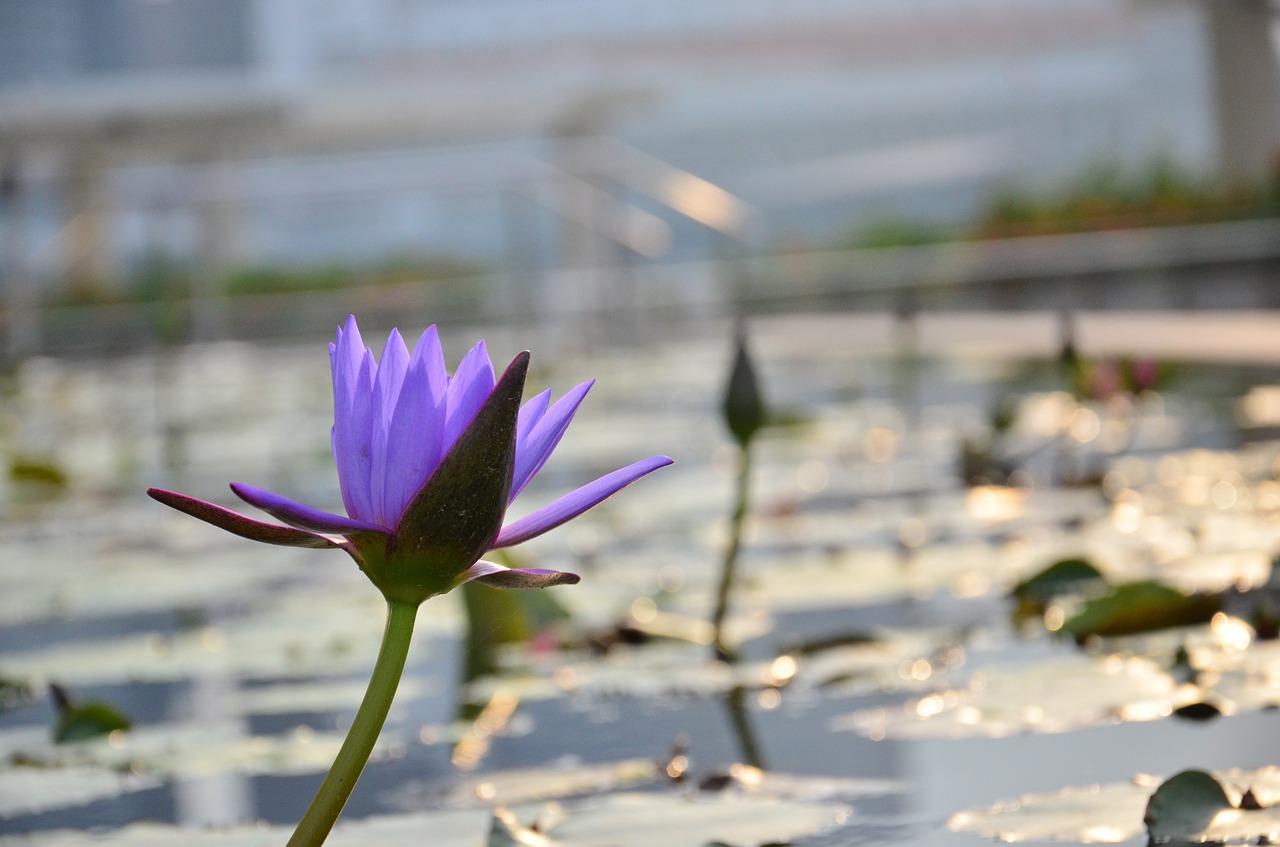 lily flower pond free photo