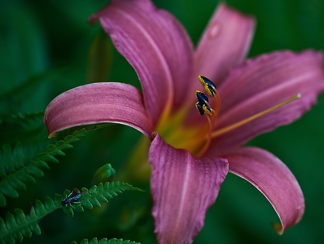 lily flower blossoming free photo