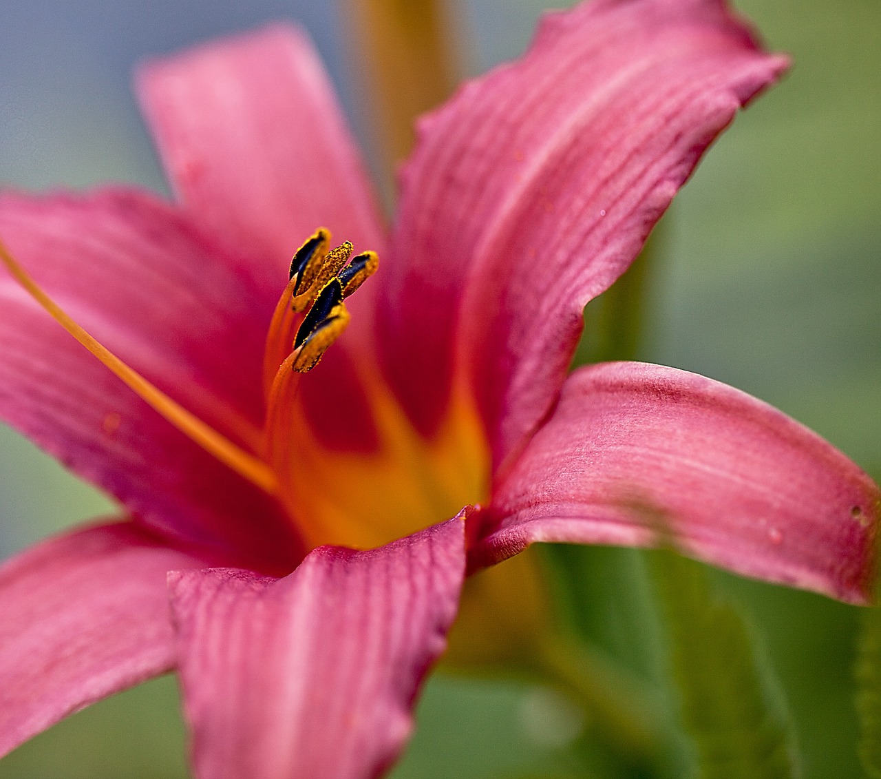 lily flower blossoming free photo