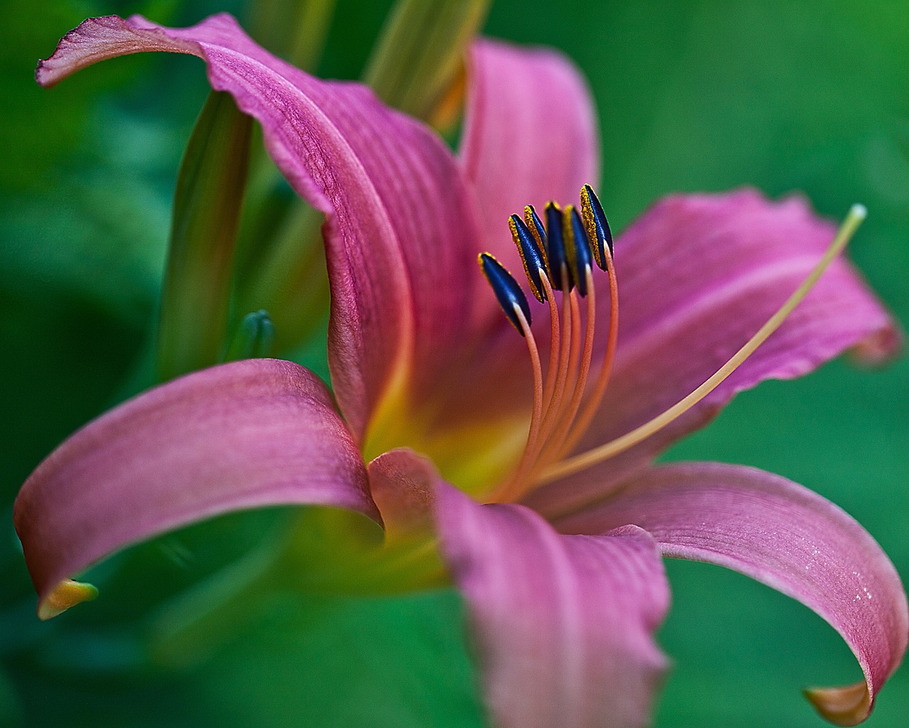 lily flower blossoming free photo