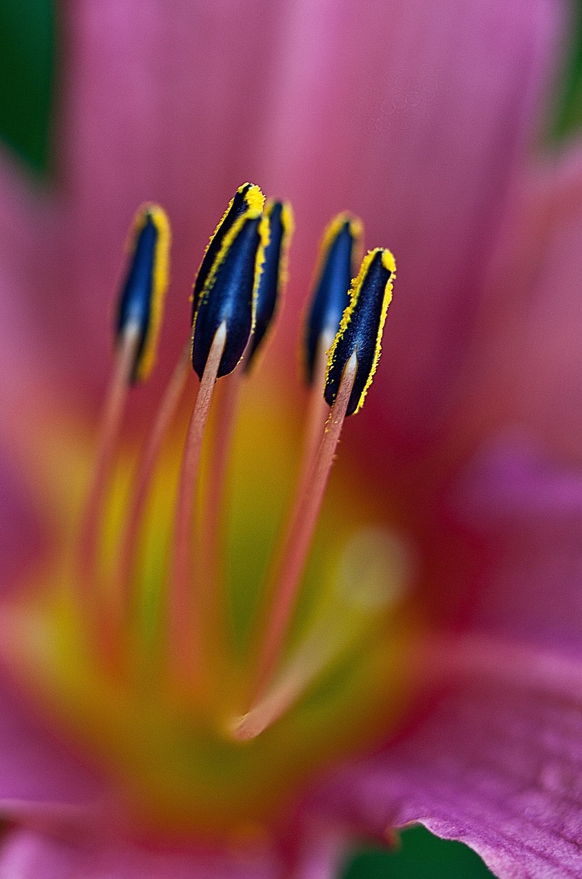 lily flower blossoming free photo