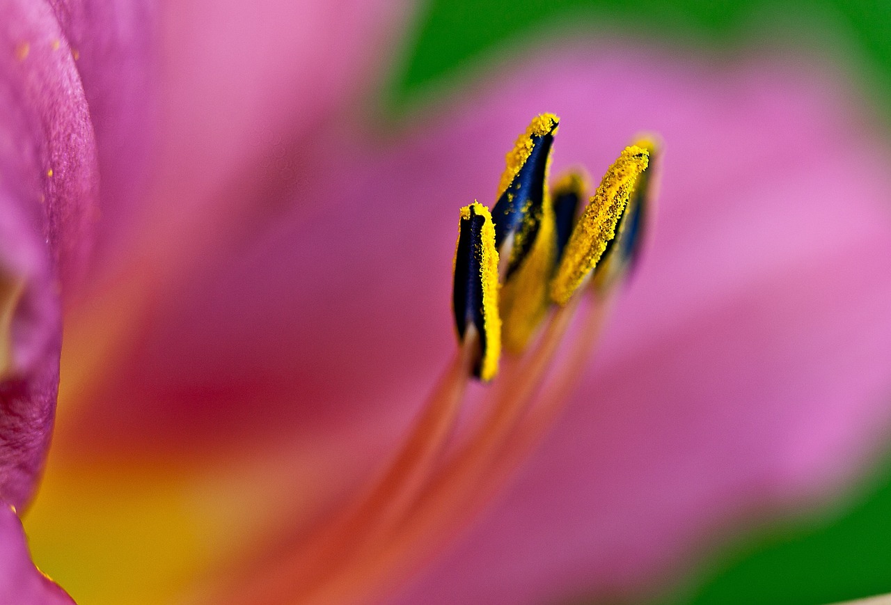 lily flower blossoming free photo