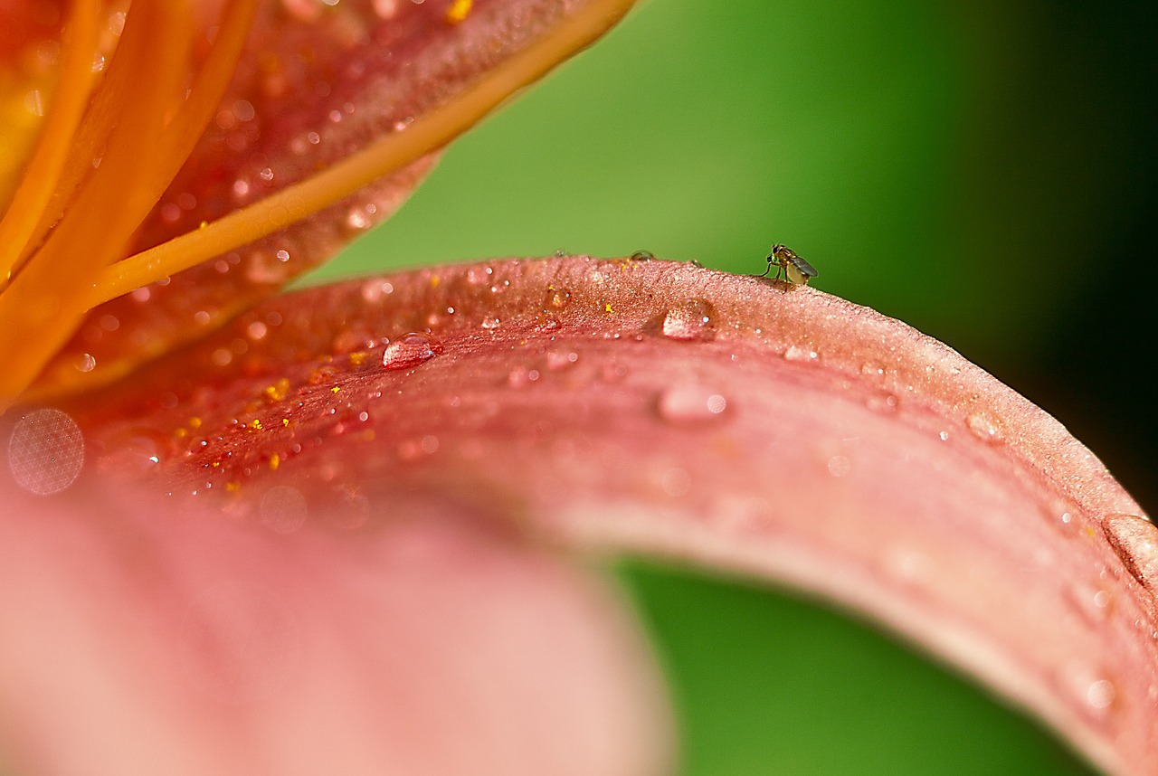 lily flower after the rain free photo