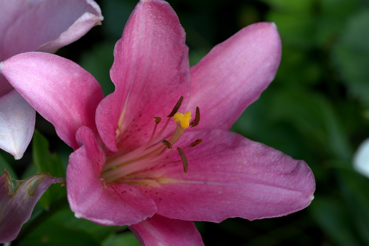 lily pink flower free photo