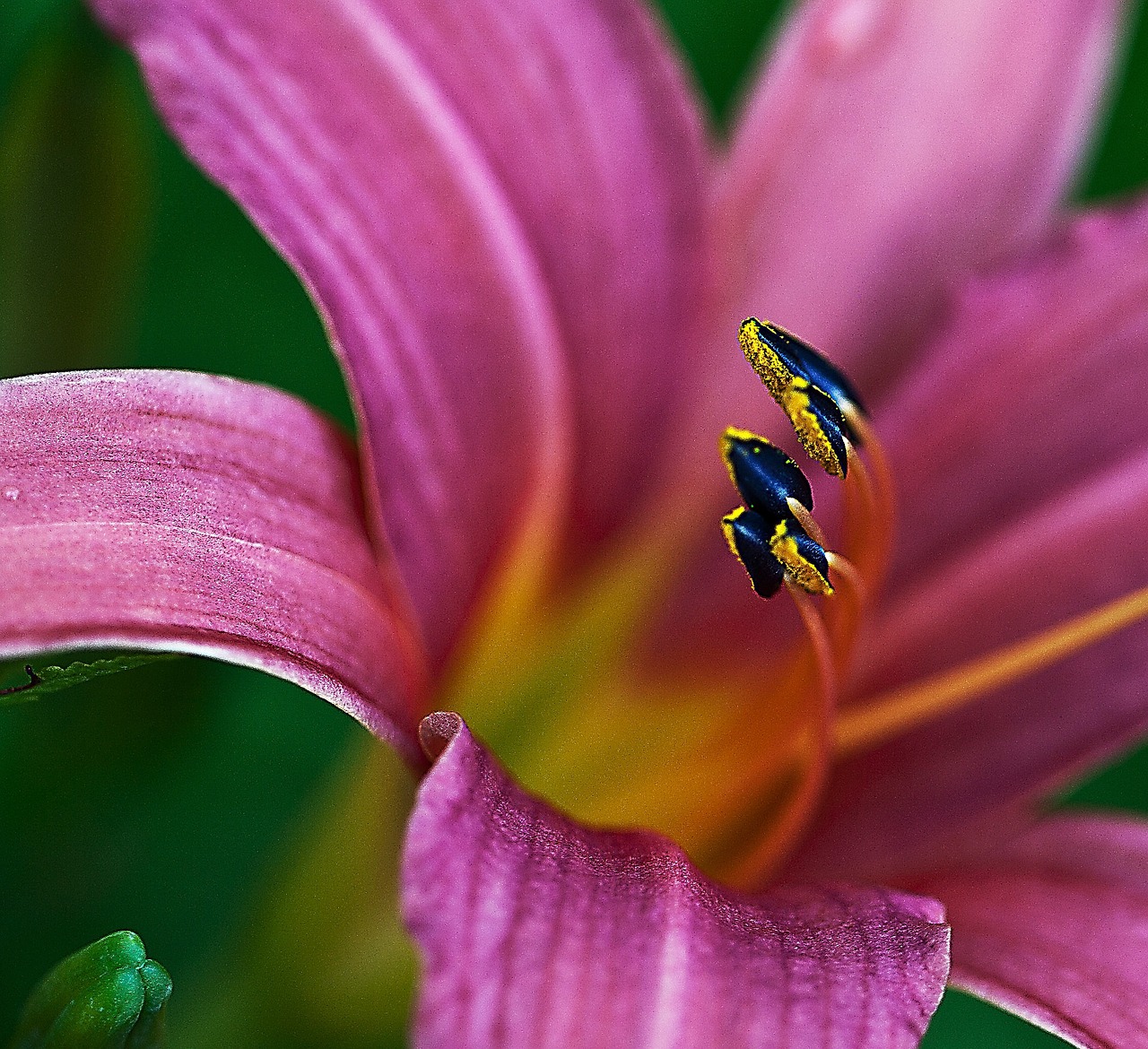 lily petals pink free photo