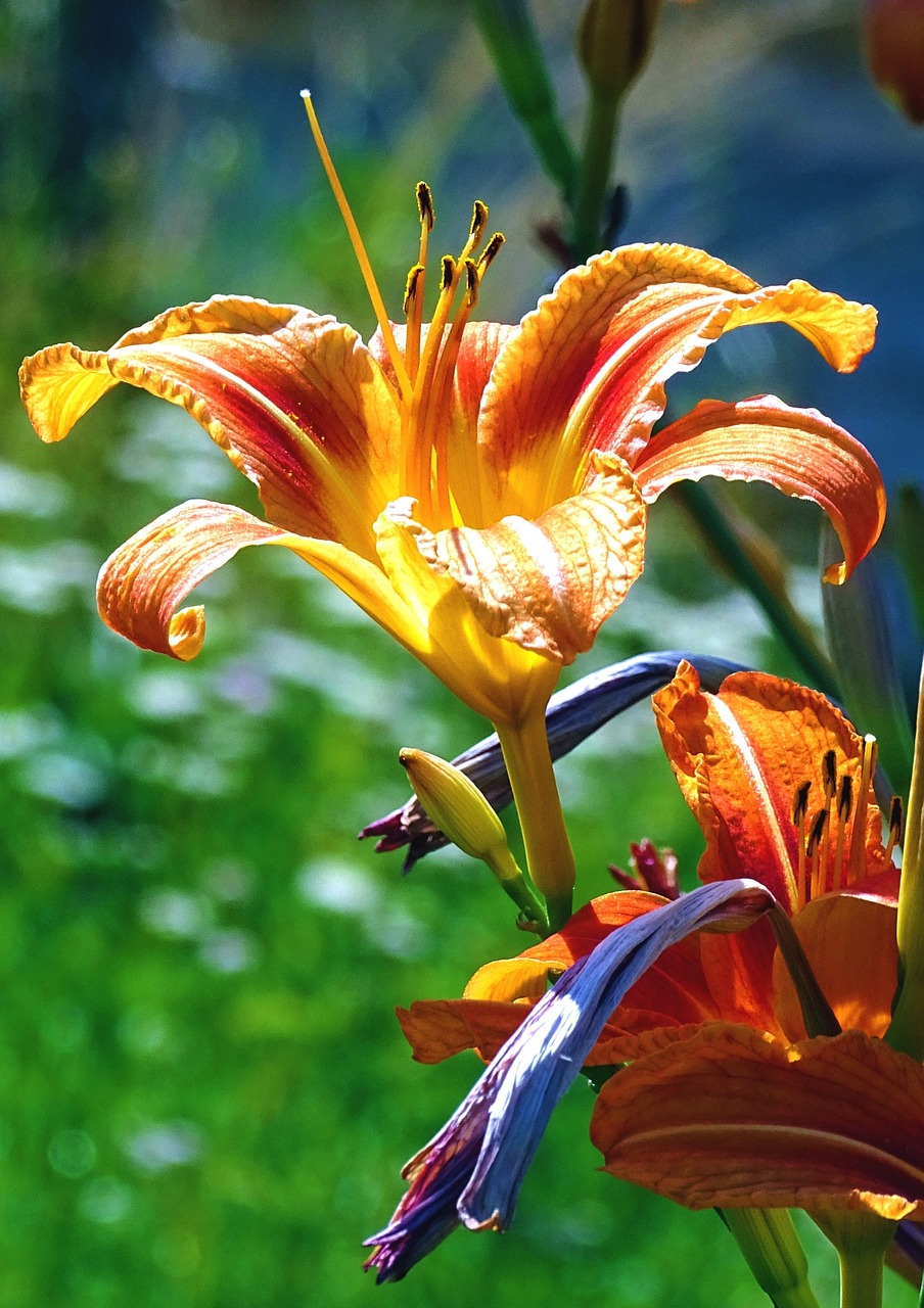 lily flower orange free photo