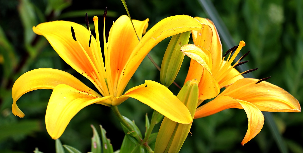 lily flowers early free photo