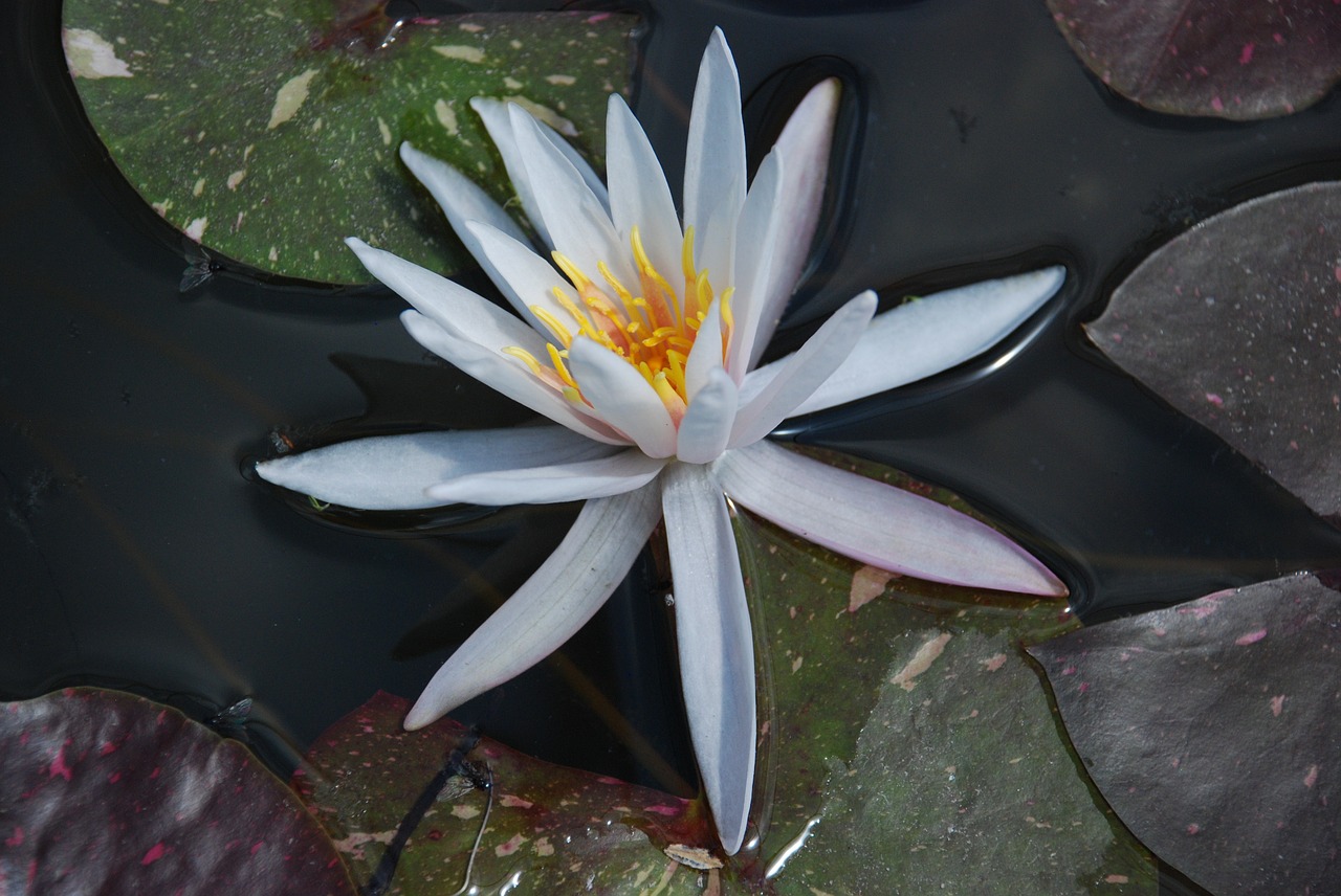 lily water lily flower free photo