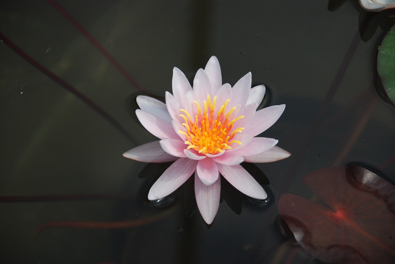 lily water lily flower free photo