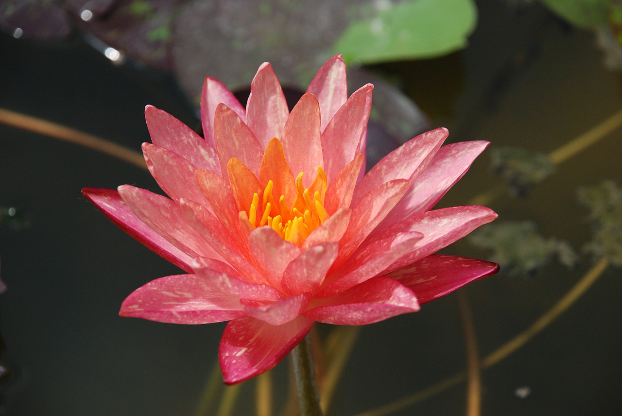 lily water lily flower free photo