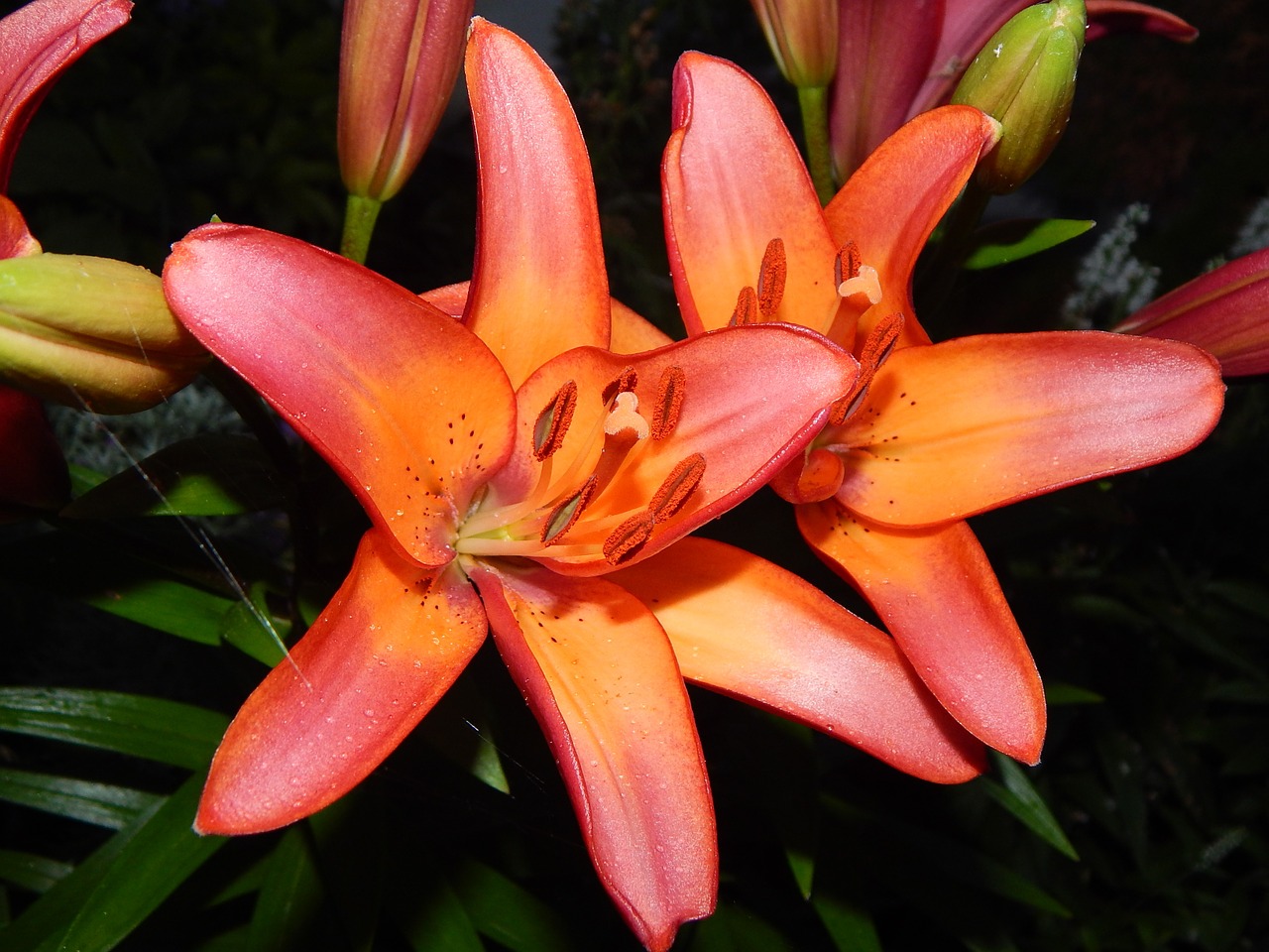 lily pink orange free photo