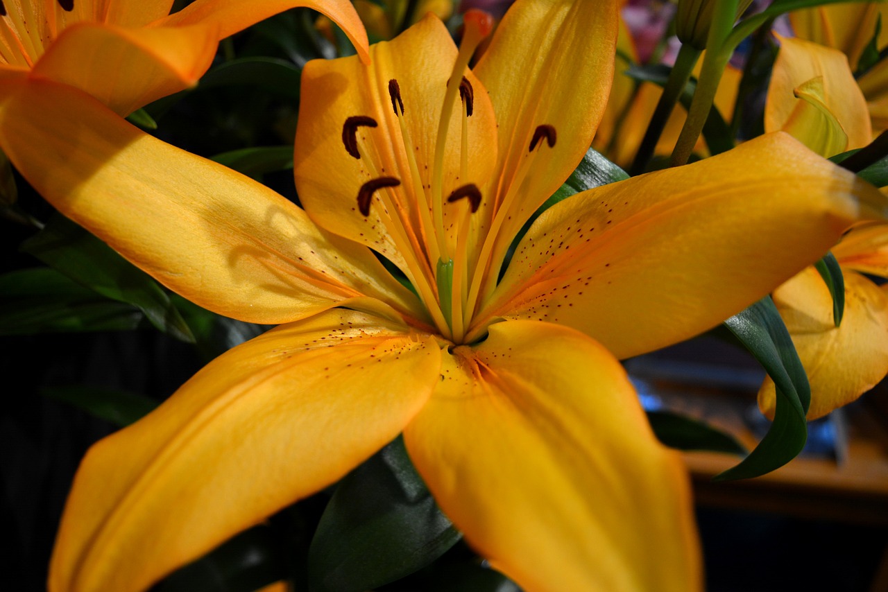 lily orange orange flower free photo