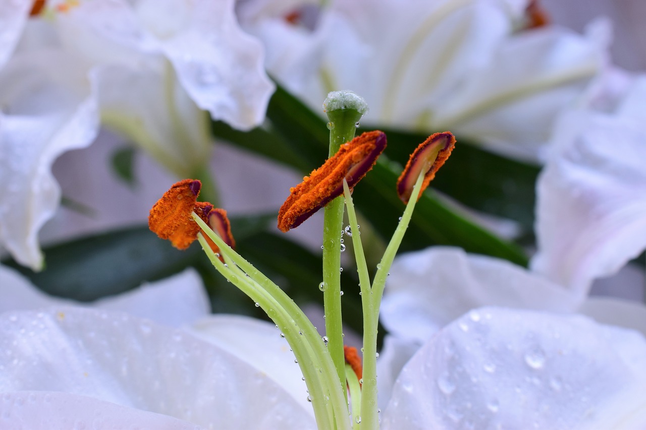 lily flower flower stamp free photo