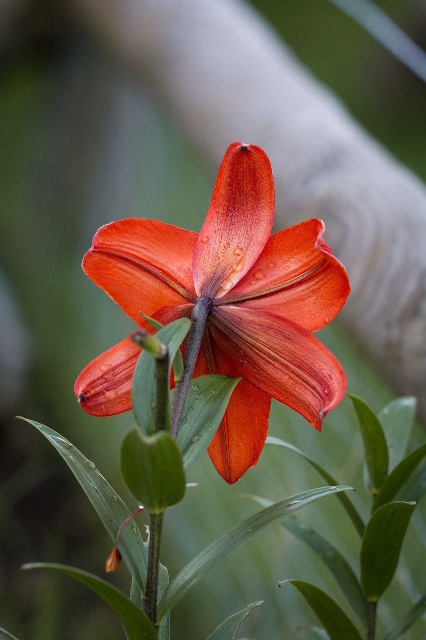 lily lily family lilium free photo